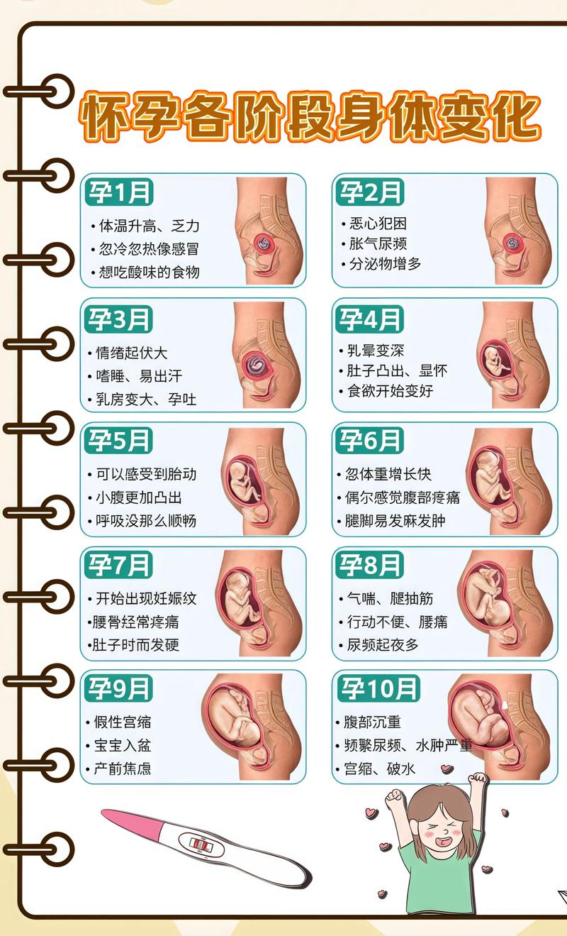揭秘供卵代孕妈妈怀孕小腹分两节，孕期变化的奥秘铜仁代生机构: